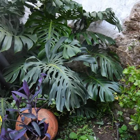 Appartement Casa Da Nono *